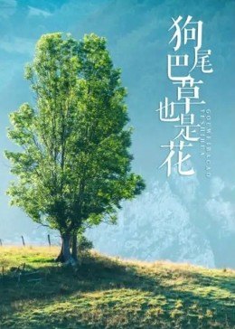 狗尾巴草也是花HD国语
